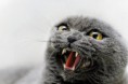 /album/hayvan-resimleri/sinirli-kedi-jpg/